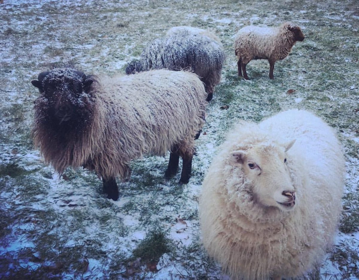 rslab's tweet photo. Welcome aboard #teamrunnerslab. 
In Zwijndrecht hebben we nieuwe grasmaaiers rondhuppelen🌱⛳ 🐑🐏
 #merinowol #grasmaaier #aaienmagvoerenniet https://t.co/30sbE4eRpq