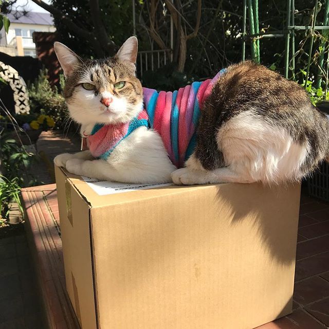 Kotocat_uk's tweet photo. He knows his dinner has been delivered!! “This is mine!  F*** off, don’t touch my box!!!” #JillyTheTomcat #SpoiltCat #RottenCat #RottenJilly #JapaneseCat #FoodDelivery #MadeInJapan #Cat #Japan #SunnyDay #SpringIsComing #CatInSunshine https://t.co/GAqij7ty17 https://t.co/Nw2e48VHZR