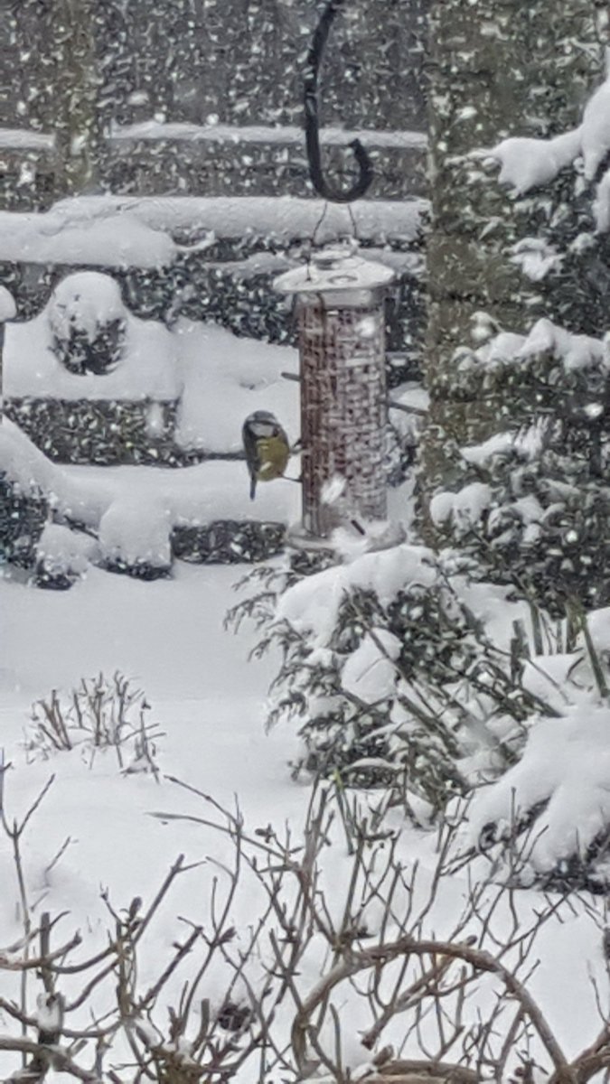 carolgladwin's tweet photo. #snow #calm #wehavebread https://t.co/DAInop5975