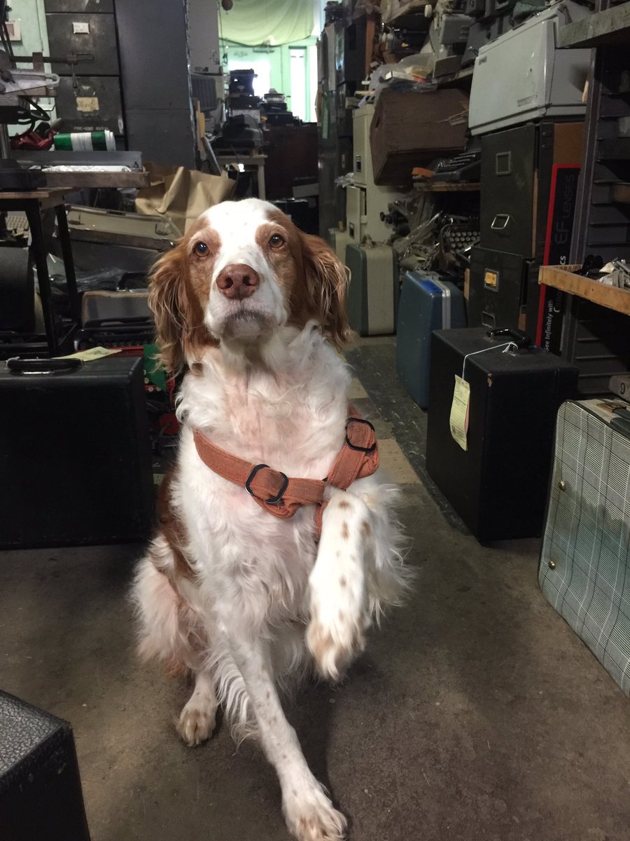 AceTypewriter's tweet photo. Miss Frankie has a broken leg. Be thinking of her this weekend and Monday when she is scheduled for surgery. #shopdog https://t.co/0tUgmNdo5X