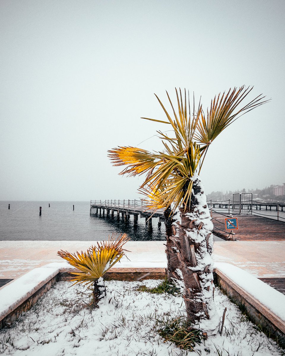 Slovenia_in_UK's tweet image. Exotic #Slovenia: Palms of Mediterranean resort Portorož decorated by snow (Photo Luka Zelko).