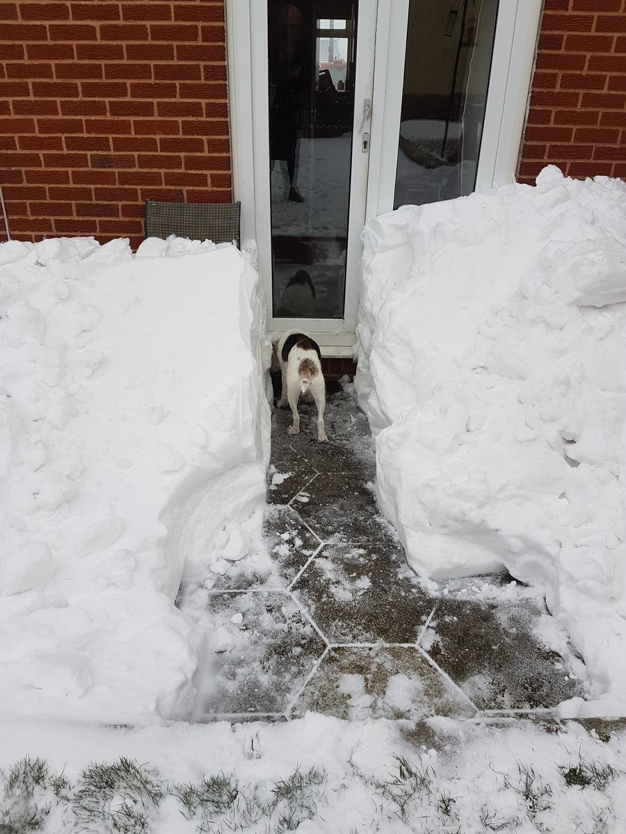 muzza692's tweet photo. @louis_the_roo a cleared a path for Georgie to get in the garden. Cleared by his mum @Manda_Ponium https://t.co/5ZGrQTFD5V