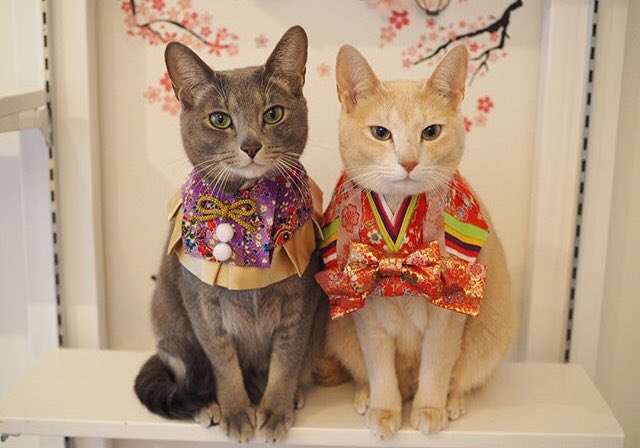 FbeeWorld01's tweet photo. 今日はにゃんの日？
ひにゃ祭り🎎🌸🐱🐱
#雛祭り #猫 #ふわもこ部
#おもしろ画像
#可愛いと思ったらRT https://t.co/6tNnc61FJq