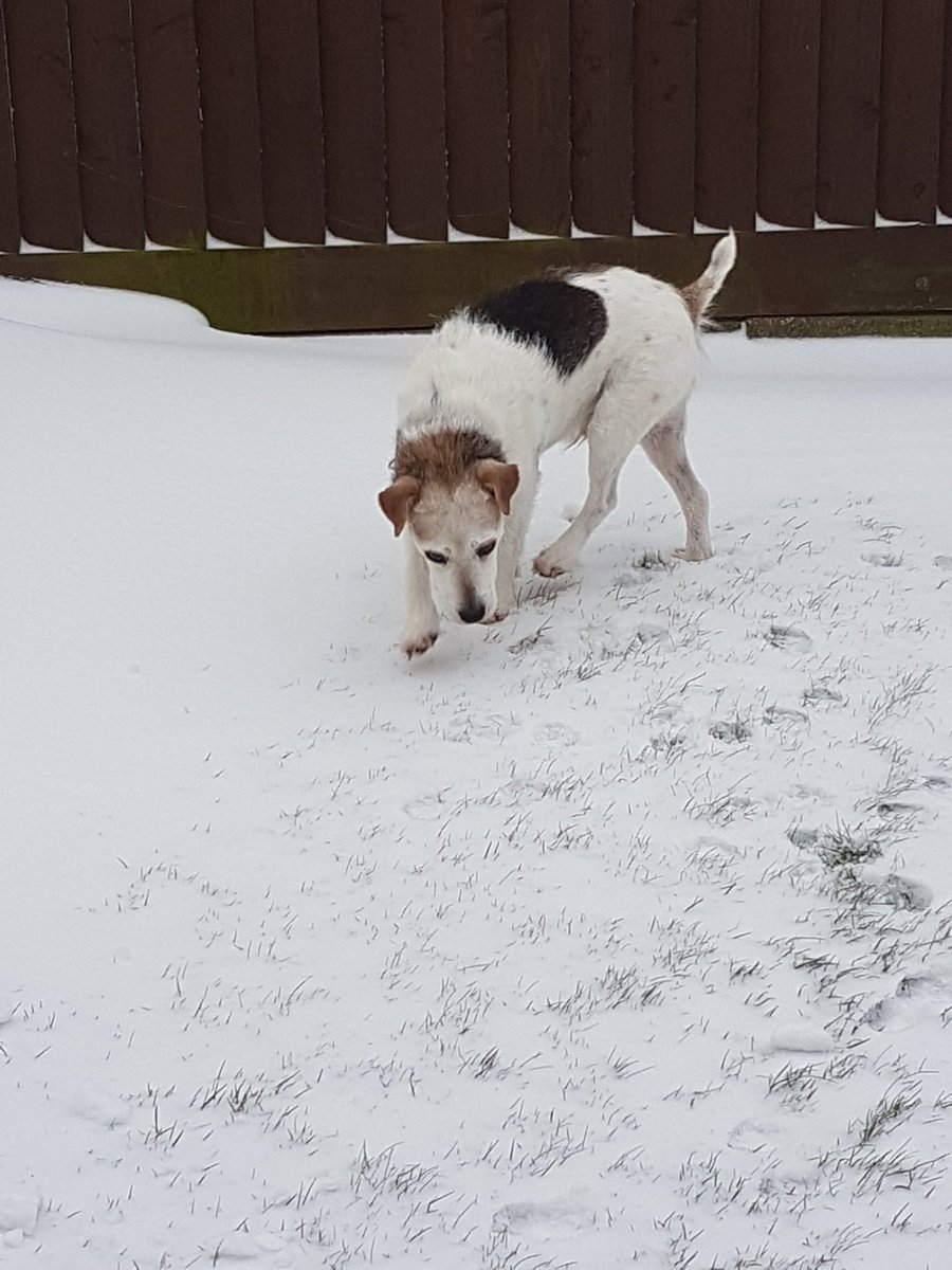 muzza692's tweet photo. @louis_the_roo a cleared a path for Georgie to get in the garden. Cleared by his mum @Manda_Ponium https://t.co/5ZGrQTFD5V