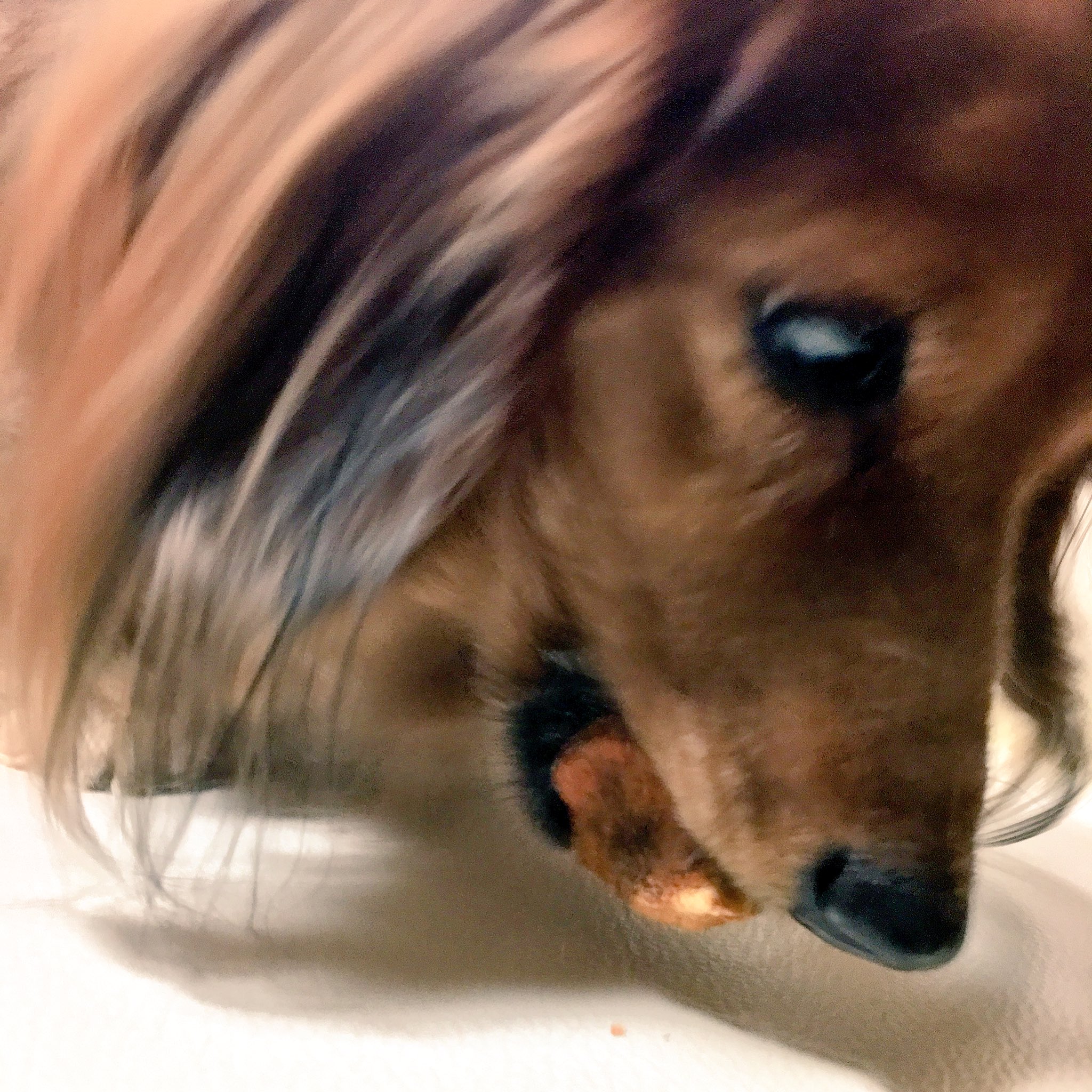 こぶに ヒマチーのチップが届きました レンジて温めると約1 5倍に膨らんでサクサク状態に みんな食べるのに必死でお顔が怖い ミニチュアダックス 犬好きな人と繋がりたい ヒマラヤチーズチップ 必死 こぶに ヒマチーのチップが届きました レンジて温めると約1 5倍に膨らんでサクサク状態に みんな食べるのに必死でお顔が怖い ミニチュアダックス 犬好きな人と繋がりたい ヒマラヤチーズチップ 必死