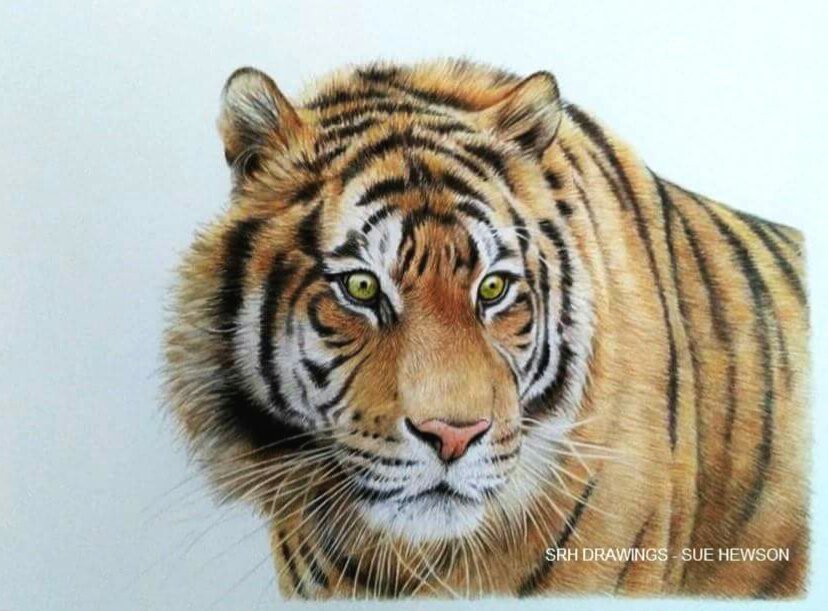 Tiger portrait. Original artwork sold. #Tigers #SumatranTigers #colouredpencilart #pencils #wildlife #BigCats #artistsontwitter