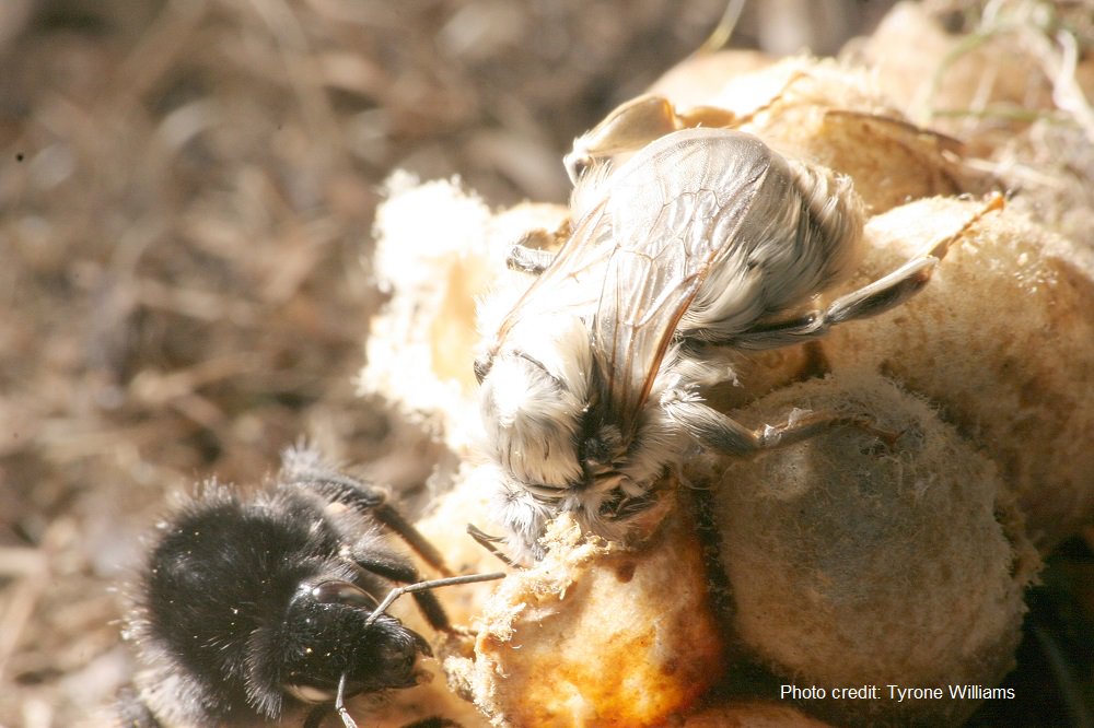 Bumblebee Conservation Trust tweet media