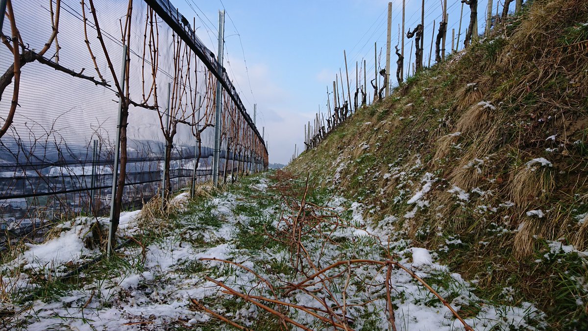 Letzter Rebschnitt! #wine #weinbau #culture