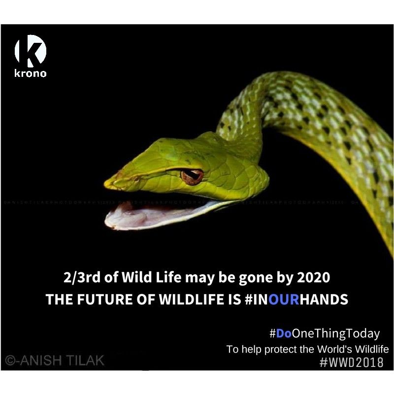 krono_digital's tweet photo. Do one thing today to help protect the World's Wildlife.
#DoOneThingToday #Extincts #WildlifeDay #WorldWildlifeDay #KronoVoices #KronoMarketing #KronoDigital https://t.co/4W28nQnMLb