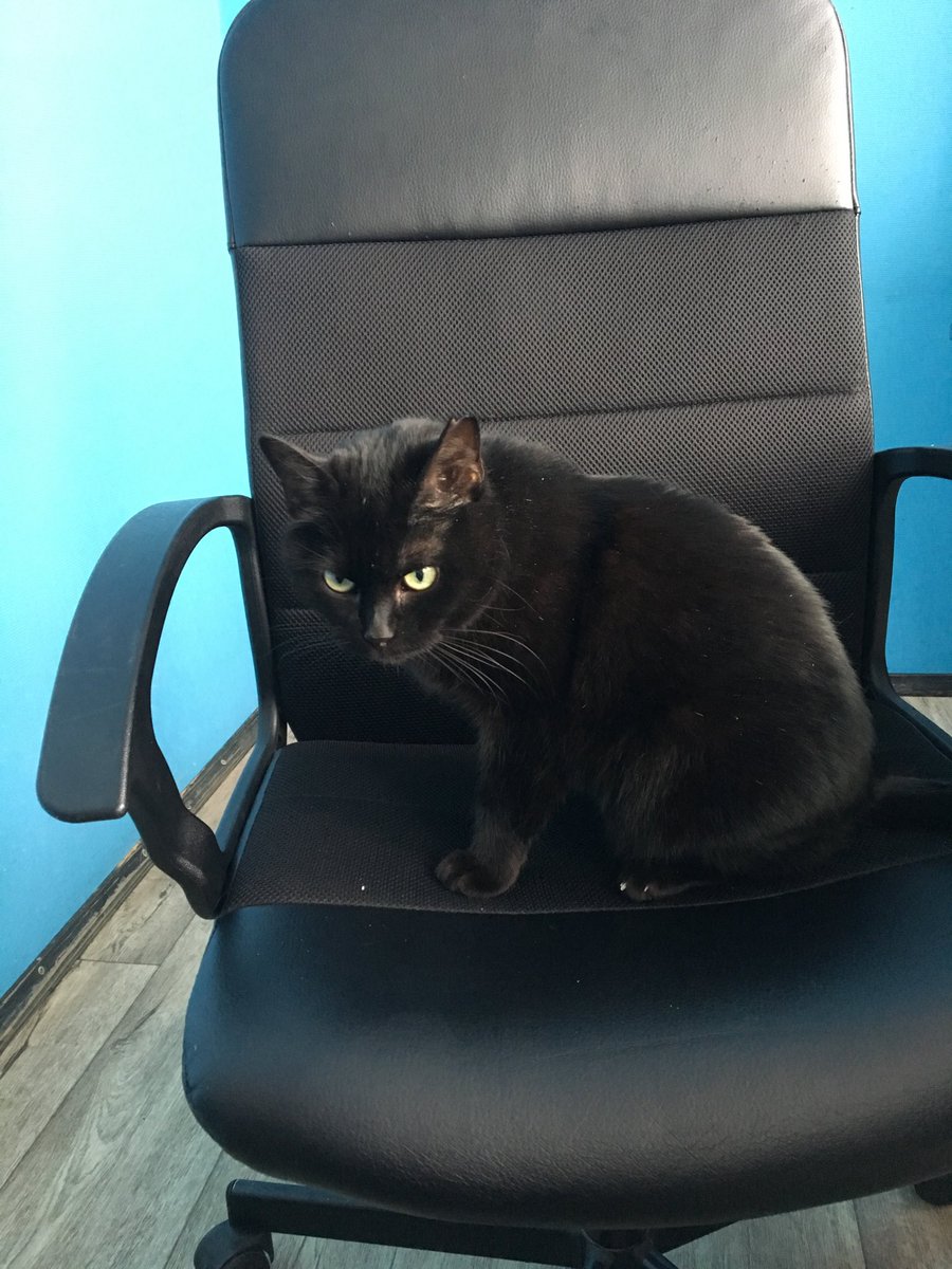 despos's tweet image. #QuantumComputing #qsharp #dotnetby #netsummit Answering questions and not answering and #eventspaceby #cat