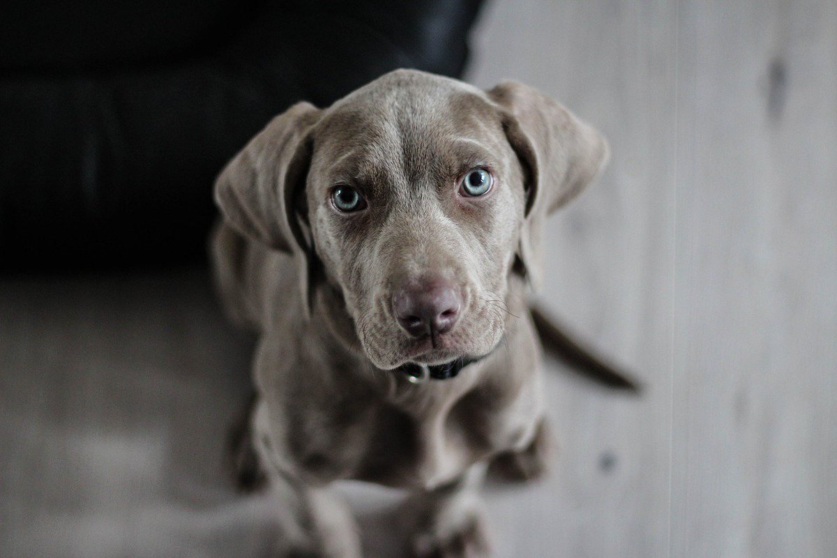 vaveylaacom's tweet photo. Köpekler Nasıl beslenmeli? #beslenme #hayvan #köpek #mama #yaşam https://t.co/93t3udKjo6 https://t.co/SLTSMyNcpD