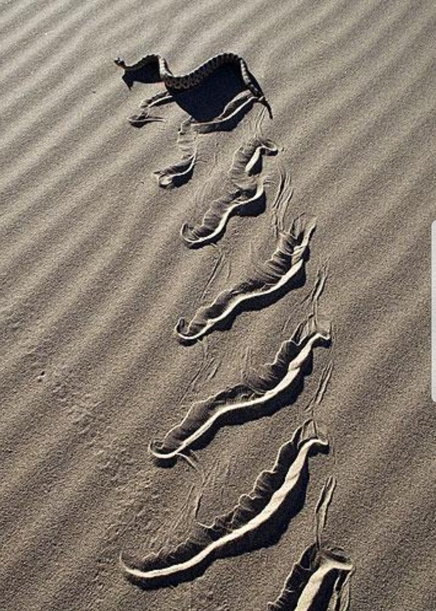 Следы змеи в пустыне. Следы ящерицы на песке. Следы от змей на песке. След от змеи на песке. Следы насекомых.