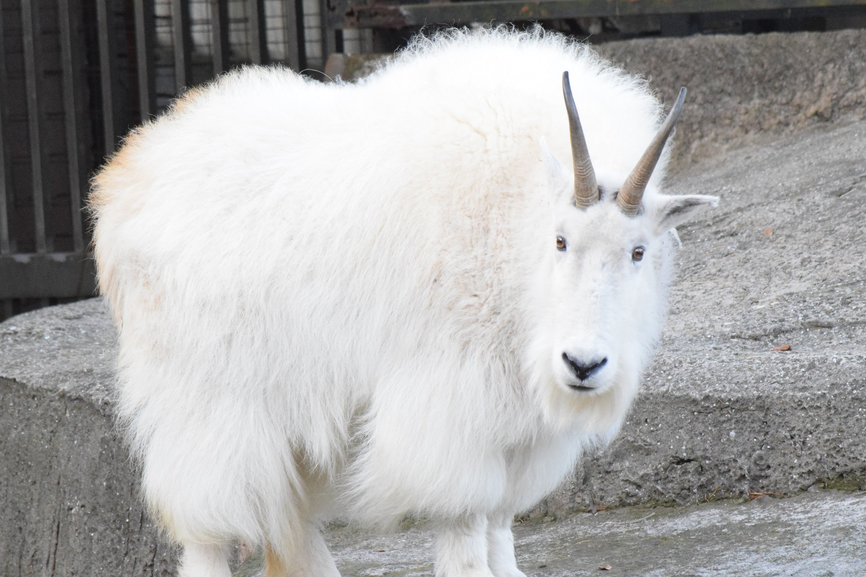 白ヤギメイ 横浜市立金沢動物園【公式】 on X: 