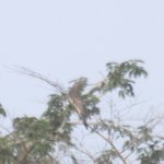 Photo by BirdMigrationLab (@BirdMigrLab)
