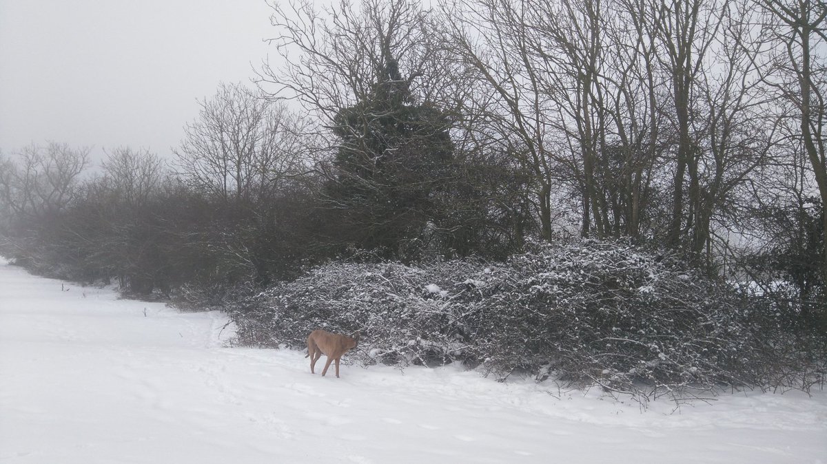 andyflyfisher's tweet photo. Early doors, this mornings walk now ready for a nice warming bowl of porridge with golden syrup 
#countrylife
#Howtherichlive
#Snowmageddon https://t.co/Qzb7HA46tc