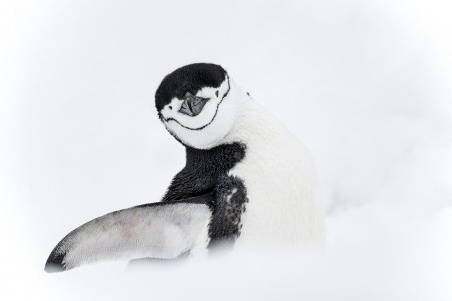 Raad de plaat!

Tot welke pinguinsoort behoort dit pluizebolletje?

buff.ly/2HRdv0b

 📸Esthers