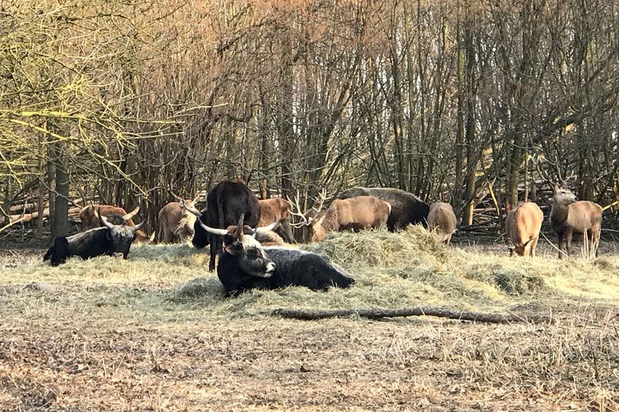staatsbosbeheer's tweet image. We vragen iedereen nog eens nadrukkelijk om de dieren in de Oostvaardersplassen niet te gaan voeren. En ze zeker geen fruit, groente of brood te geven. Dat is niet in het belang van de dieren. Wij blijven ze bijvoeren met 'schraal hooi' uit natuurgebieden: bit.ly/2F6a8om