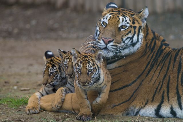 Il ne reste plus que 3 800 tigres au monde
bit.ly/tigres-extinct…