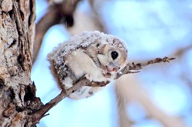 MichaelDAClarke's tweet image. Most people have never seen or heard of a Japanese dwarf flying squirrel. Let's change that with a lil retweet.

#WorldWildlifeDay #Adorable