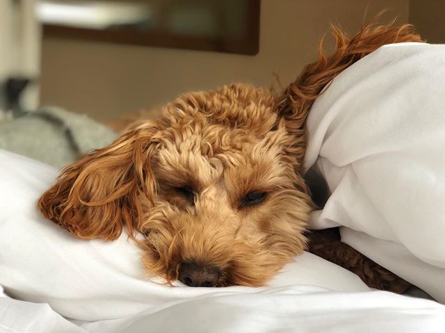 HoneyThePoo1's tweet image. Can we stay in bed all day please Mam? ❄️ 🐾🐶 #dogsoftwitter #Honeythepoo #cockapoo #cockapoolife #cockapoopuppy #cockapoopuppies #cockapoooftheday #cockapoosofinstagram #cockapoosofig #puppylove #puppies #puppy #puppiesofinstagram #puppiesofinstagram #dogsofinstagram #do…