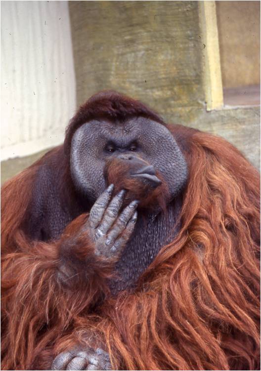 2018.2.26 #ボルネオオランウータンの飼育日誌 を更新しました