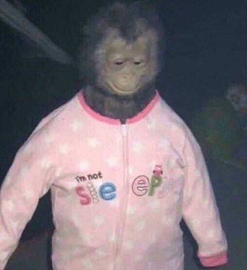 clindbom13's tweet photo. Every day during school and work: I can't wait to get home I'm going to sleep so good.
Me every morning at 4am: https://t.co/qSoW7nOcgh