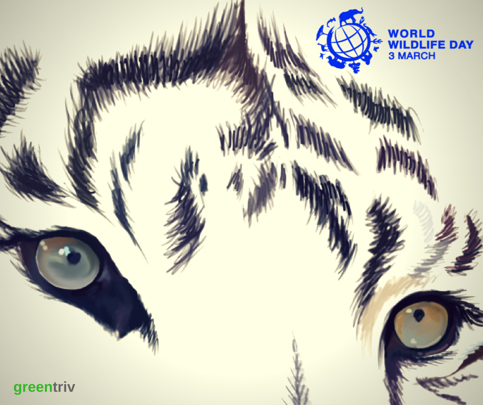 Greentriv1's tweet photo. #worldwildlifeday is celebrated to raise awareness of the world's wild fauna and flora. "Big cats - predators under threat" is a theme for #WWD2018 to alert society about big cats that are under threat due to human-wildlife conflict, climate change &amp; more. #BigCats https://t.co/uQUcfOJTXQ