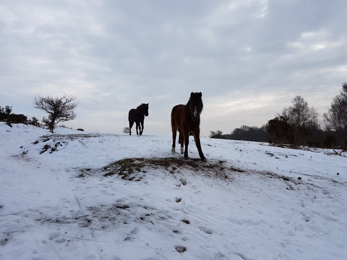sim_sea's tweet photo. New Forest ponies in the snow https://t.co/t3DipP4Ell