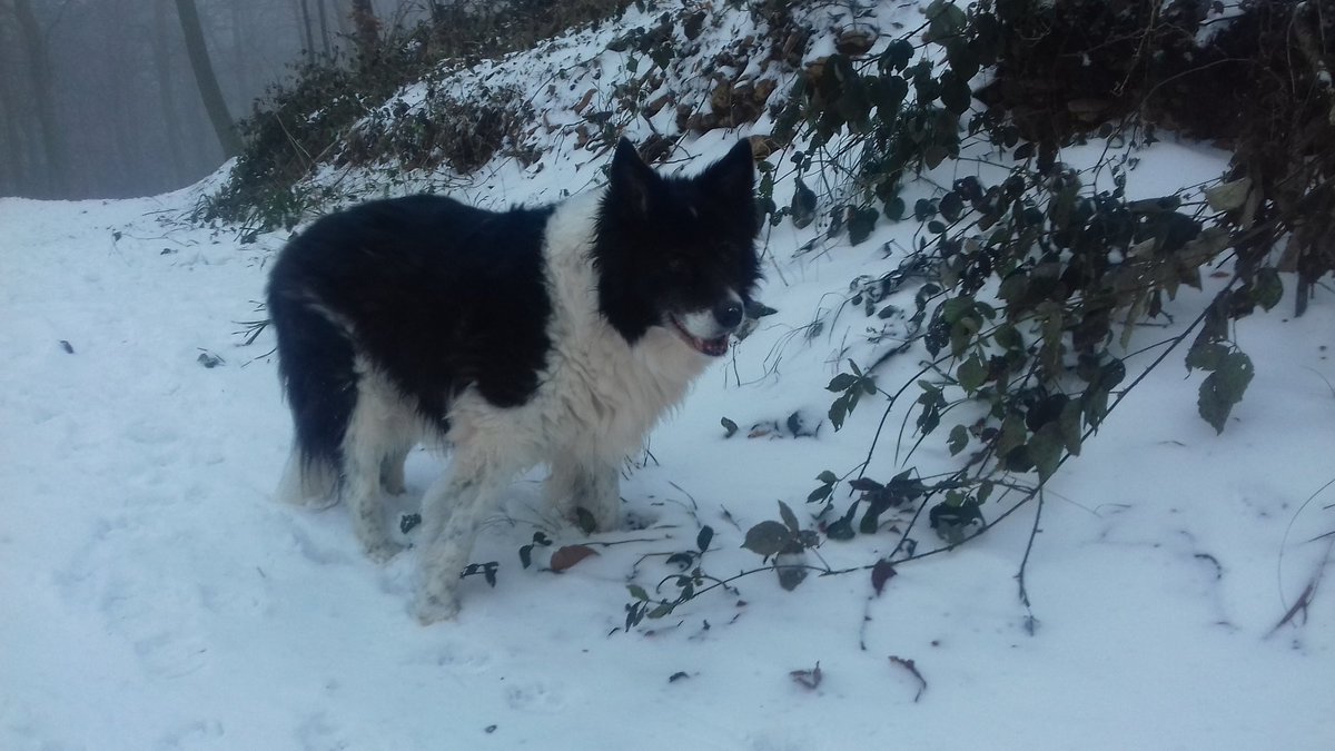 DursleySteve's tweet photo. More interesting footprints on Pip's walk this morning.  Badger? #wildlife #teacher5aday #exercise #notice https://t.co/RCNKw3FKRL