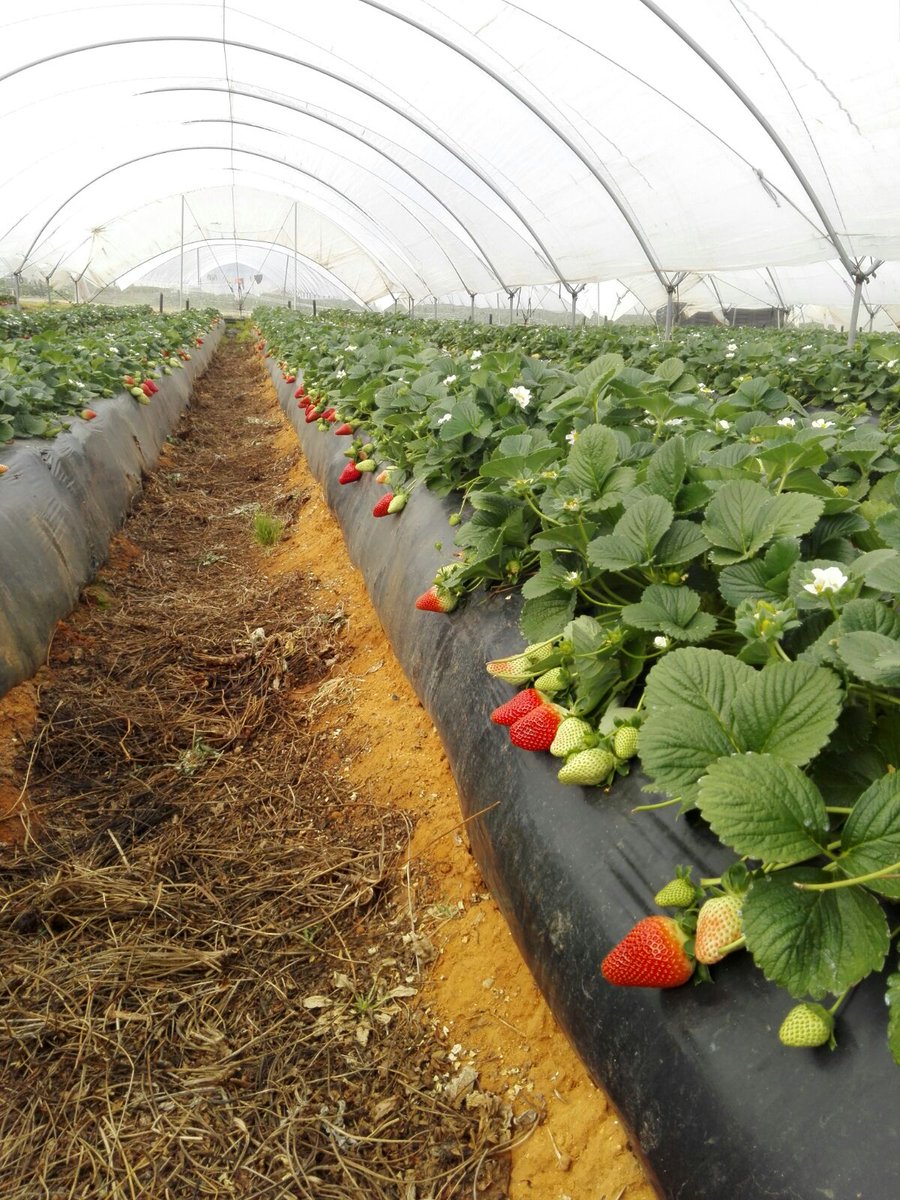 pfernandez1975's tweet photo. 📷📷 Visita Prueba de Desarrollo @Sipcam_es sobre Nutrición y Bioestimulación en fresa, variedad Rociera, en Cartaya (Huelva). #Stilo Raiz #StiloOrganik #Blackjak #StimulNossumSP #Perfectose #Record #StiloHydro #Skualo #Liqui-KExpress #StiloMicroCruzial 🍓🍓💪💪 👏👏 https://t.co/eqVYZzLslJ