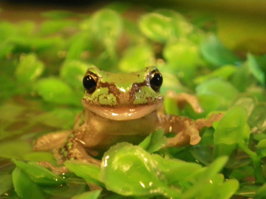 Freddo the Tas Tree Frog wishes you a happy World Wildlife Day! These frogs only live in Tas &amp; are at risk from the fungal infection chytridiomycosis. With support from <a href="/NRMSOUTH/">NRM SOUTH</a> we are trying to help these special guys out! Find out more on our website - bonorong.com.au