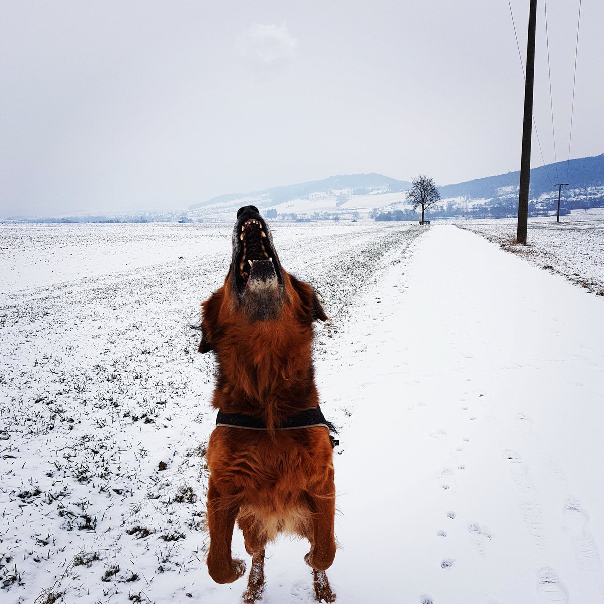 Belli_Hood's tweet image. Good morning everyone. We are playing with snowballs. 😎🐕 Our springstart 😅

#springfeeling #springstart #snow #snowball #dogs #doglover #dog #germanshepherd #field #germany #brown #favorite #favoritegame #white #naturephotography #nature #instapic #instapics