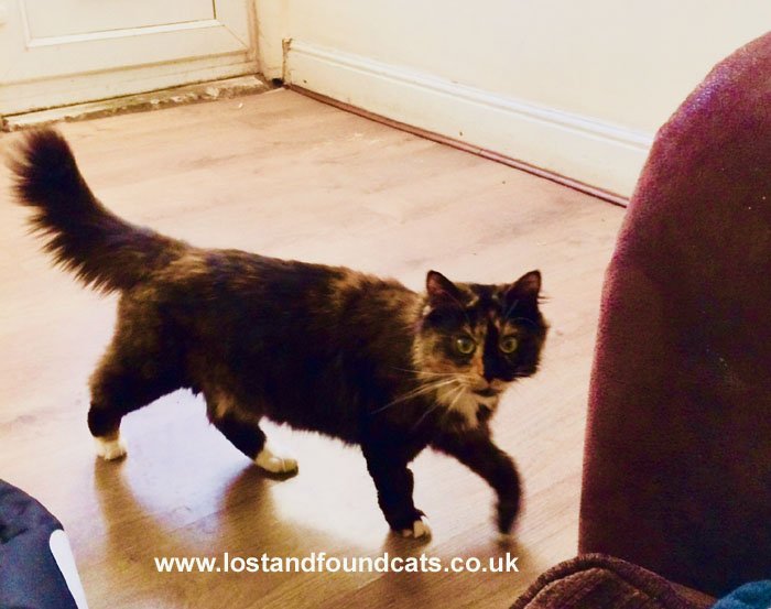 catswestmids's tweet photo. 3016 LOST - Rita Rani
MISSING from Smethwick, B66 on 3/3/17
FEMALE 12 years old
COLOUR Tortie. Green eyes. Very friendly
MICROCHIPPED &amp; Neutered https://t.co/nSyNlzt99t