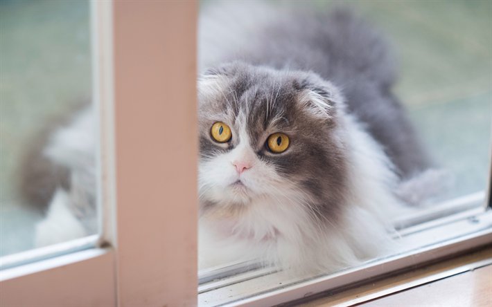 有名な 猫 種類 グレー ガルカヨメ