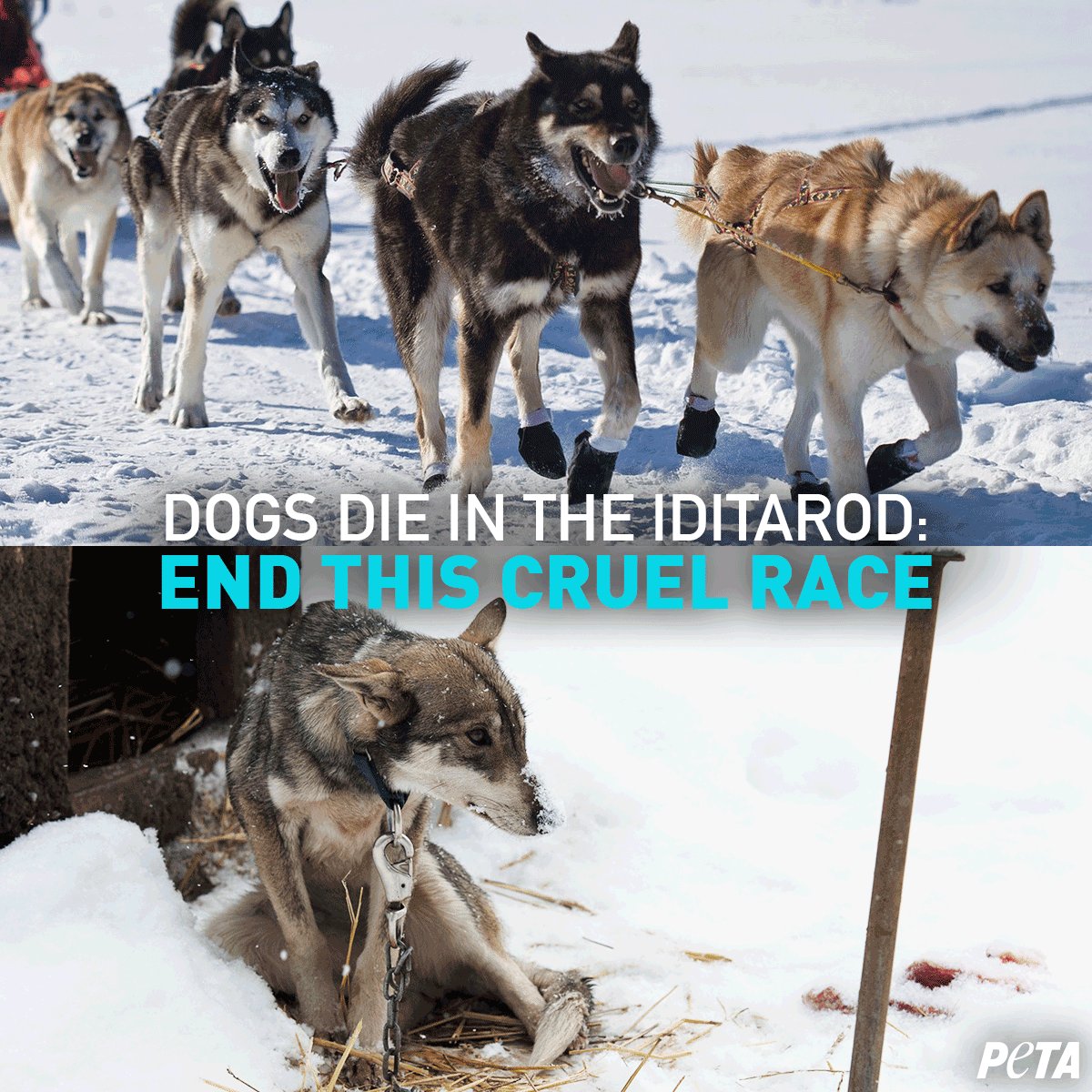 Does The Dog Die At The End Of Alpha