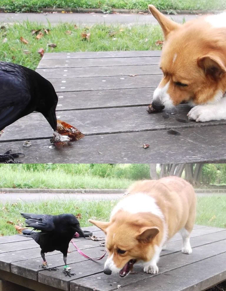 マズいものはマズいｗカラスに差し入れでセミを食べさせられた時の犬の顔ｗｗｗ