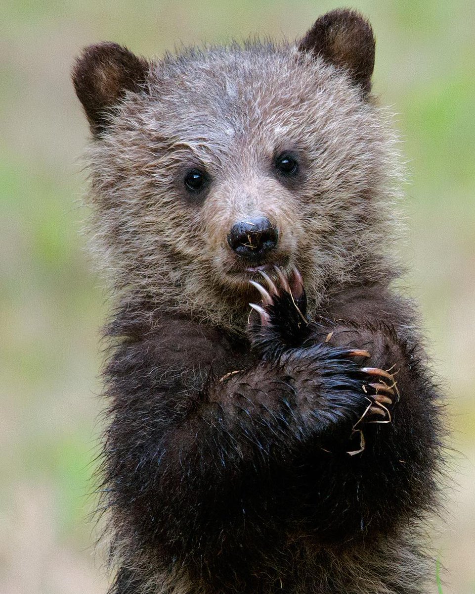 Canada's tweet photo. 🇨🇦 is filled with awesome wildlife, and we’d like to keep it that way. That’s why the Government of Canada is pledging $1.3 billion over 5 years to conserve the land and inland waters for the protection of cute little guys like these! #WorldWildlifeDay 📷jasonleobantle/IG https://t.co/WvFRvX644V