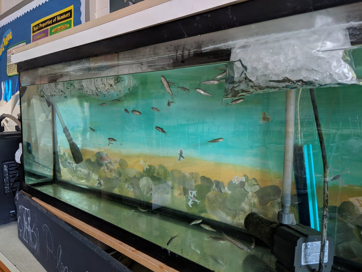 Bags of ice and a battery powered bubbler will help the fish weather the storm. #cpspride