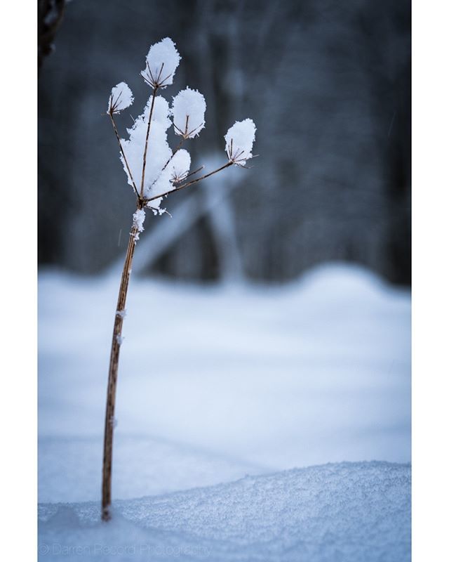 Pipe Hill Woods in the Snow #nature #snow #moodygrams #Lichfield #staffordshire #photography #visitlichfield #lovelichfield #naturephotography #photography #winter #nature #visitstaffordshire #countryside #WoodlandTrust #rural#Pipehillwoods #snow #dustin… ift.tt/2oEBiZi