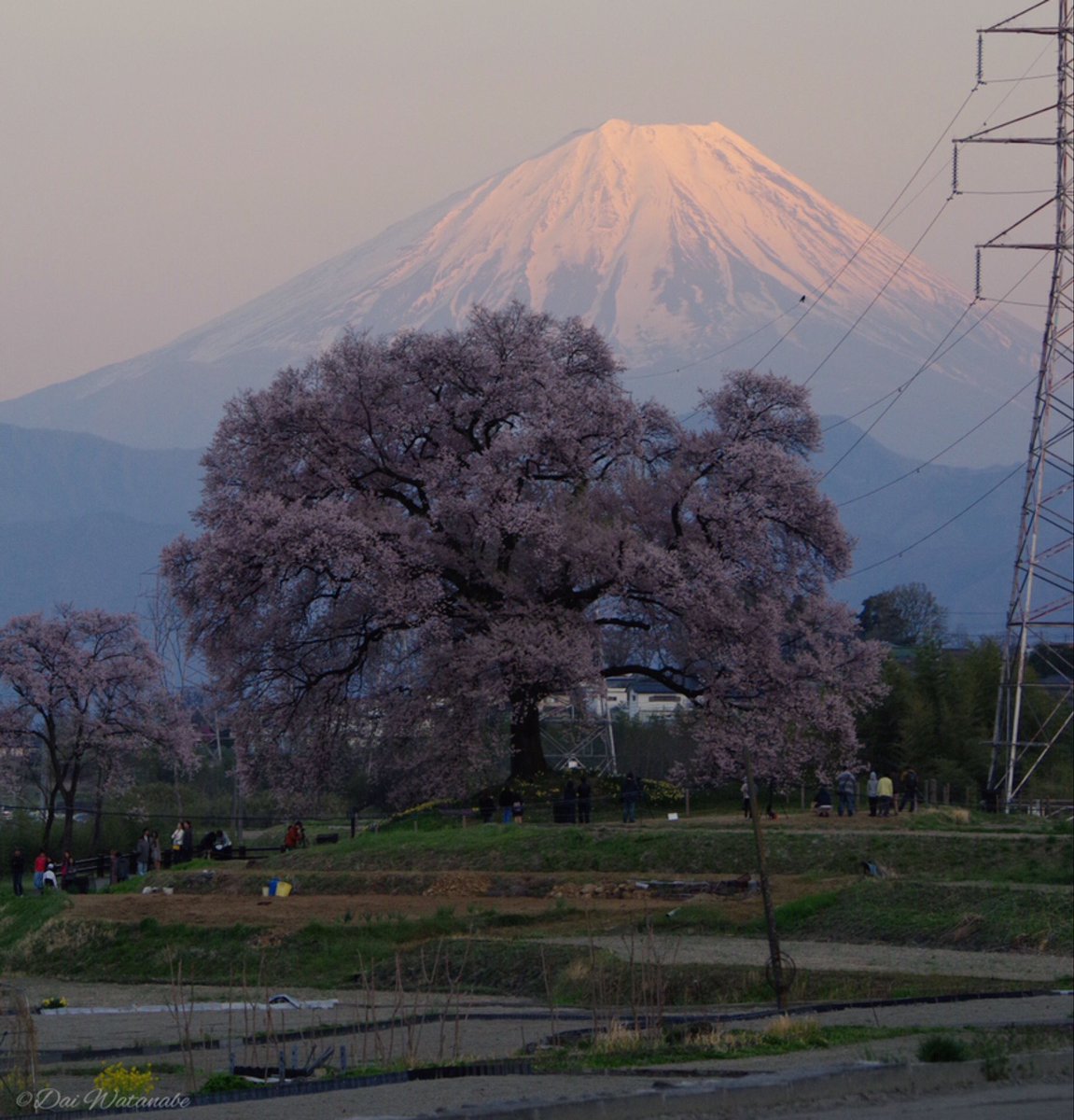 わに塚の桜と富士山 昨年の写真です。今年も時間があれば見に行きたいと考えてます😊 #PENTAX #ファインダー越しの私の世界 #東京カメラ部 #富士山