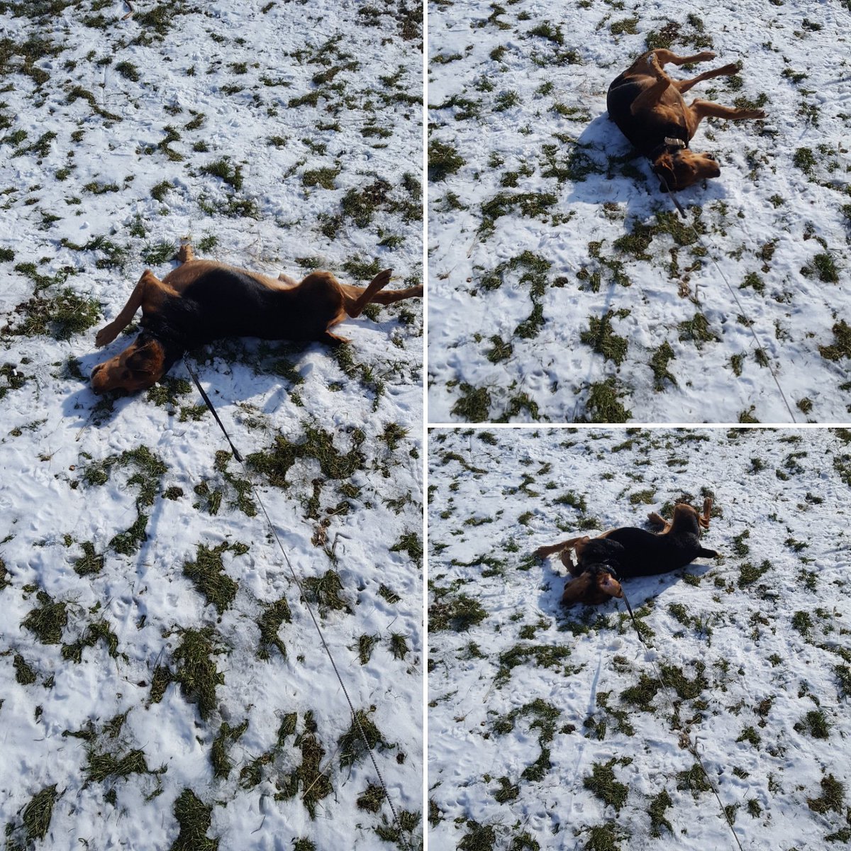 allaboutpetsuk's tweet photo. Ollie enjoying a roll on the playing fields in what's left of the snow ❄☀️🐶🐾 https://t.co/hpnBDEzg4x
