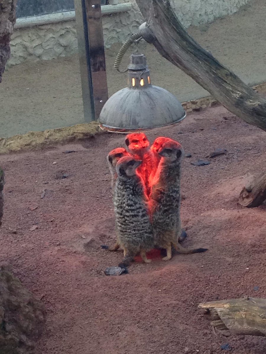 Meerkats under a heater looking weirdly like one of the eggs from Alien.