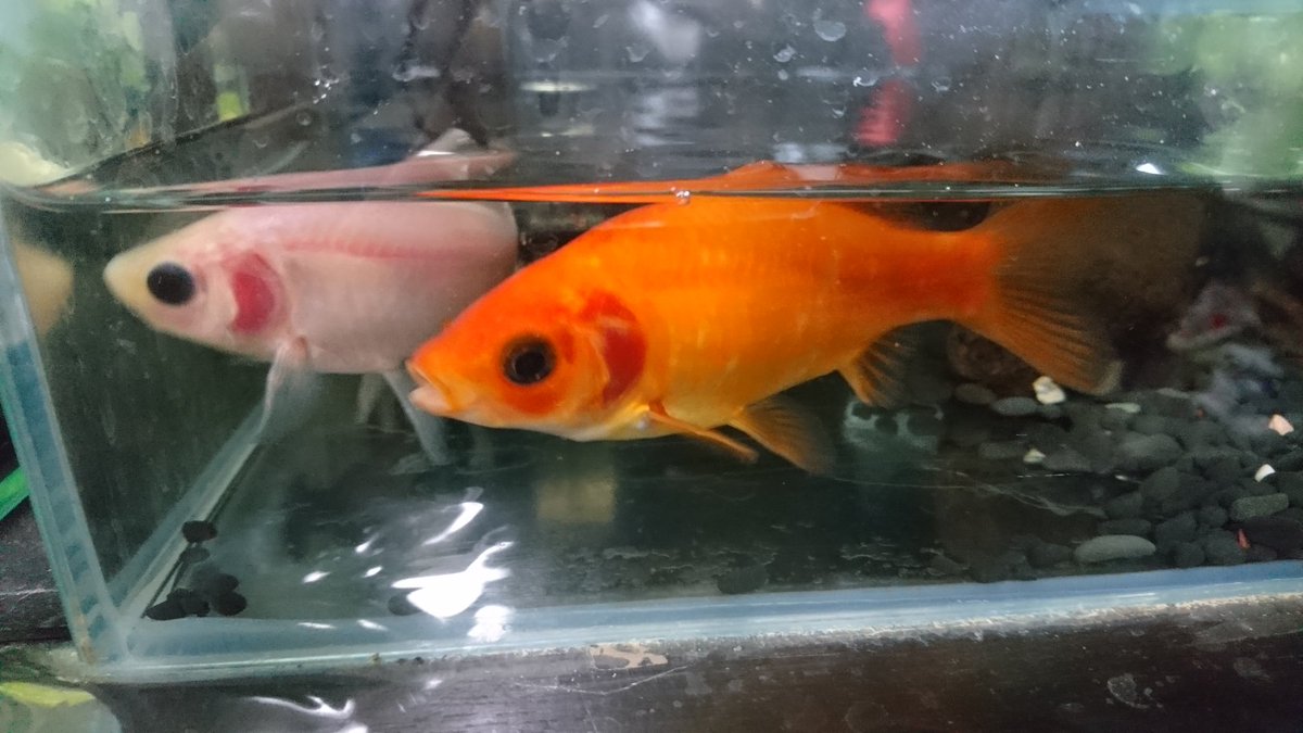 18年 金魚の日 まとめ 9ページ目 Togetter