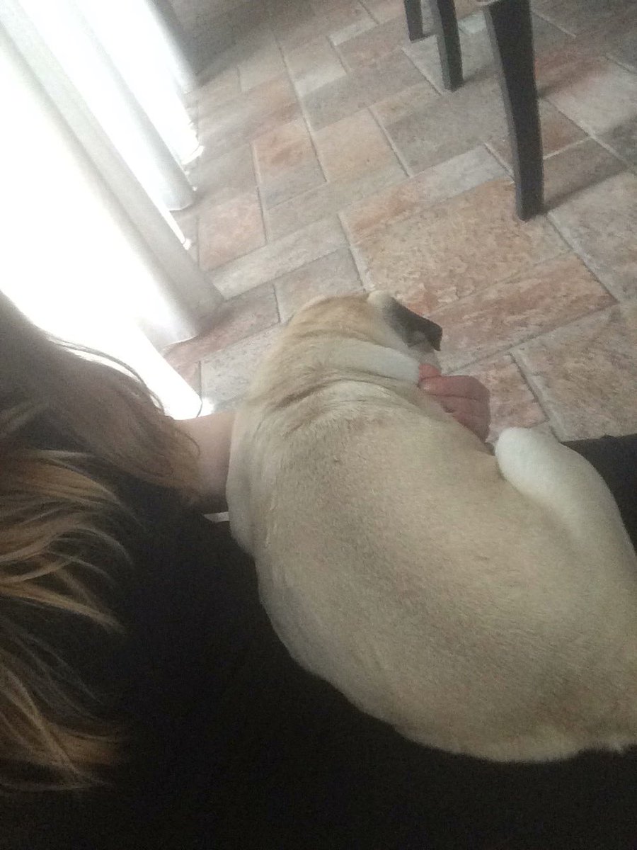 chanel_ypl's tweet photo. Der slaapt een mopshond op m’n schoot.....😍 https://t.co/PRwkWpWLdq