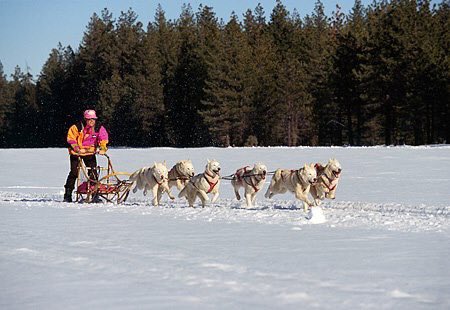 themountain_way's tweet photo. A team of Mountain Way runners were set to run the Bath Half tomorrow ... dressed as husky dogs pulling a sledge. Don't ask. The Bath Half was officially cancelled yesterday - too much snow. We have decided to still try and run it anyway - our costume theme is of course perfect. https://t.co/WJQr7S4okP