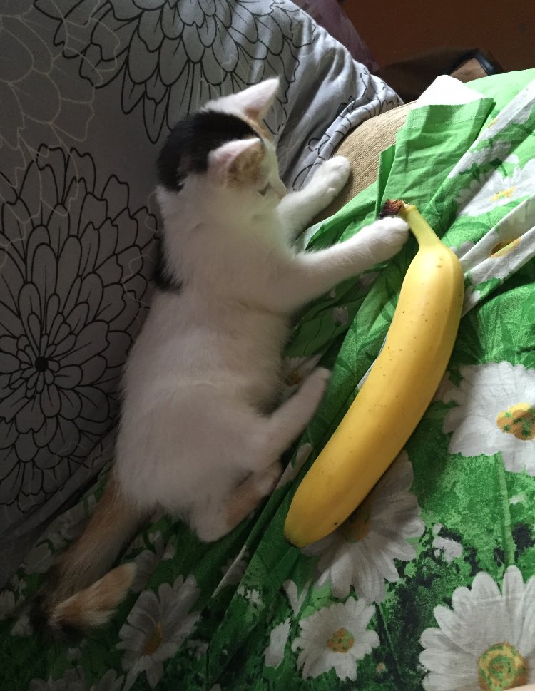 Можно ли кошкам банан. Котенок банан. Банановая кошка. Кошка бананчик.
