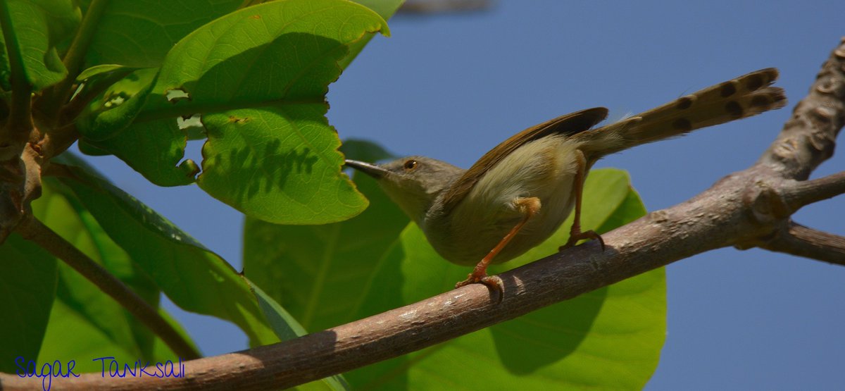 #AshyPrinia displaying the bands on its tail.