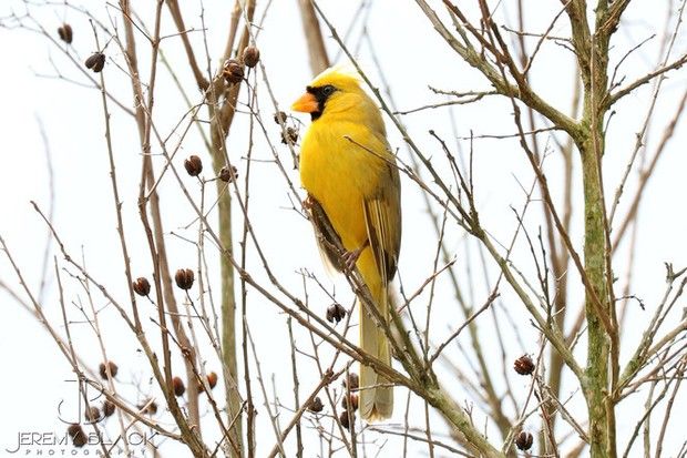 finchweekly's tweet photo. 'One in a million' yellow cardinal spotted in Alabama https://t.co/b0kmLQuYVk https://t.co/juc8zz6MBw