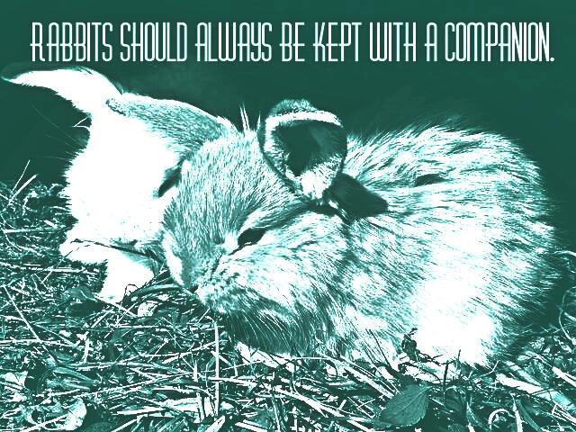 BinkyBars's tweet photo. #rabbits #companions #bunnies #pets #usagi #Petto #friendship #keeptwo https://t.co/CBDSiny7U1