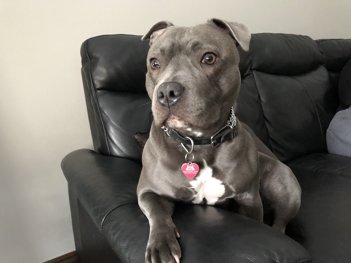 BlueStaffieRoxy's tweet photo. Resting on my sofa, after a 2 hour walk in the woods this #StaffieSaturday morning. 🐾🐶❤️
@SoppyStaffiesUK 
@Staffie_Lovers 
@dogcelebration 
#StaffordshireBullTerrier https://t.co/e3NjSiA2XG